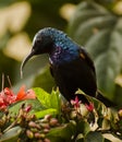 A purple sunbird