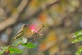 Purple sunbird Cinnyris asiaticus sucking nectar Royalty Free Stock Photo