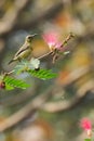 Purple sunbird Cinnyris asiaticus sucking nectar Royalty Free Stock Photo