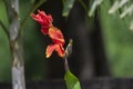 Purple sunbird Cinnyris asiaticus wide angle shot