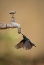 Purple sunbird drinks from dripping outdoor tap Royalty Free Stock Photo