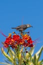 Female Purple Sunbird on top of an orange flower Royalty Free Stock Photo