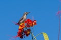 A female Purple Sunbird sucks nectar from a beautiful red flower in Muscat, Oman Cinnyris asiaticus. Royalty Free Stock Photo