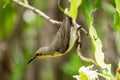 Purple Sunbird Female Royalty Free Stock Photo