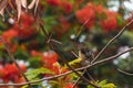 Purple Sunbird female In red bokhe flower background . Royalty Free Stock Photo