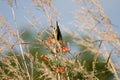 Purple Sunbird female sucking nectar from flower Royalty Free Stock Photo