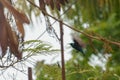 Purple Sunbird flying .