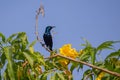 Male Purple Sunbird on top of an yellow flower Royalty Free Stock Photo