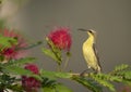 Purple Sunbird Nectarinia asiatica