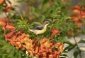 Purple Sunbird Nectarinia asiatica