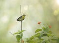 Purple Sunbird Nectarinia asiatica