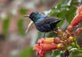 Purple Sunbird Nectarinia asiatica