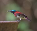 Purple Sunbird perched on a water feeder