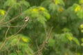 Purple Sunbird perching on tree