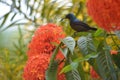 Purple Sunbird On West Indian Jasmine Flower Royalty Free Stock Photo