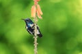 Purple Sunbird Wildlife on Aloe Vera Plant Flower Royalty Free Stock Photo