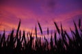 Purple sunset in the field Royalty Free Stock Photo