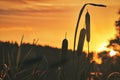 Purple sunset over lake with reed silhouettes Royalty Free Stock Photo