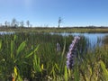 purple swamp flower on the bayou