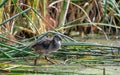 Purple swamp hen chick, South Africa. Royalty Free Stock Photo