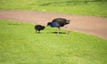 Purple Swamp Hen with newly hatched black chick.