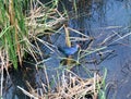 Purple swamp hen is pecking eat the larvae of aquatic plants Royalty Free Stock Photo