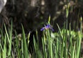 Southern Blue Flag purple Swamp Iris, Okefenokee Swamp National Wildlife Refuge Royalty Free Stock Photo