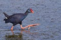 Purple Swamphen