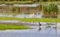 Purple Swamphen: Bibra Lake Wildlife Royalty Free Stock Photo