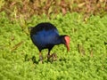 Purple swamphen Royalty Free Stock Photo