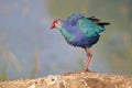 Purple swamphen bird, natural, nature,