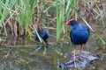 Purple swamphen birds in the wild in Australian forest