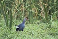 Purple Swamphen in Bundala national park, Sri Lanka