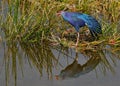 Purple Swamphen - Florida