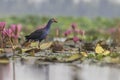 Purple Swamphen(Purple Gallinue)