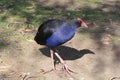 Purple swamphen with his long toes