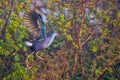 Purple Swamphen Hoping From Branch To Branch