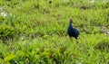 Purple swamphen Royalty Free Stock Photo
