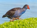 Purple Swamphen Next to Lake