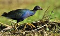 Purple Swamphen or P?keko Porphyrio porphyrio Royalty Free Stock Photo