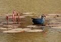 Purple Swamphen, Porphyrio poliocephalus, Lalbagh, Bangalore, Karnataka, India