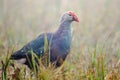 Purple Swamphen Porphyrio porphyrio Royalty Free Stock Photo