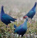 Purple Swamphen Porphyrio porphyrio Royalty Free Stock Photo