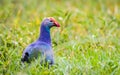 Purple Swamphen