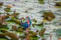 Purple Swamphen Bird Porphyrio porphyrio in Water Lily Leaves at Thale Noi Waterfowl Reserve Lake, Thailand Royalty Free Stock Photo