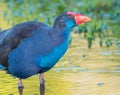 Purple Swamphen in Western Australia