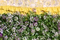 Purple Sweet Alyssum Flowers Border Royalty Free Stock Photo