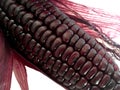 Purple sweet corn with peel isolated on white background.