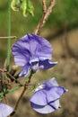 Purple sweet pea flowers in close up Royalty Free Stock Photo