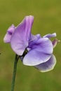 Purple sweet pea flowers in close up Royalty Free Stock Photo